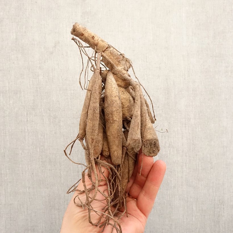 Amostra de Dália cactus My Love Bulbo Calibre I tal como entregue na primavera