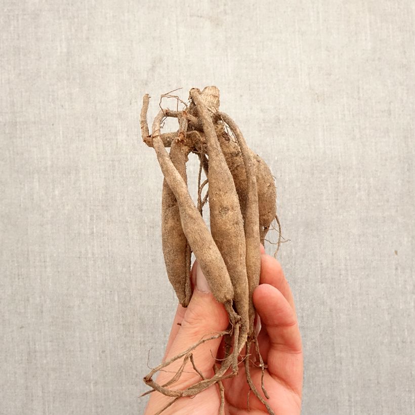 Amostra de Dália cactus anã Aspen Bulbo Calibre I tal como entregue na primavera