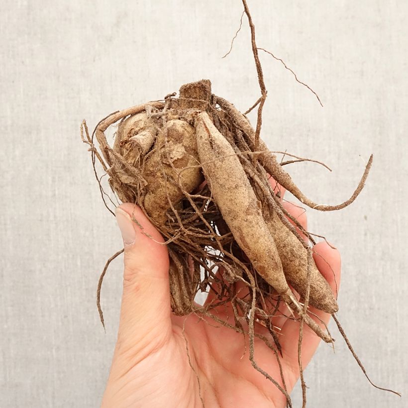 Amostra de Dália cactus anã Park Idylle Bulbo Calibre I tal como entregue na primavera