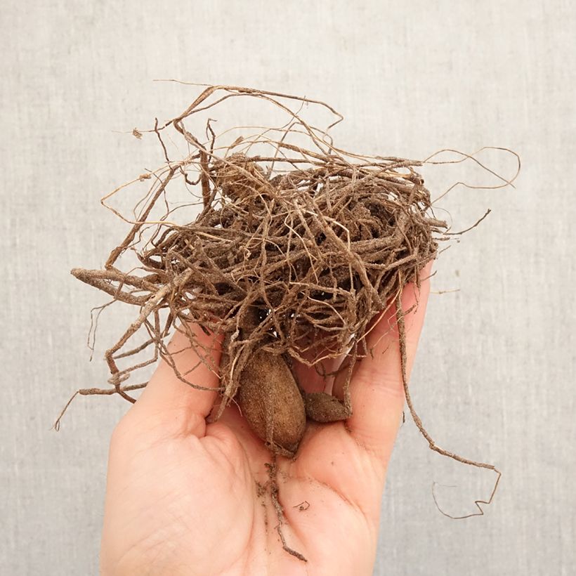 Amostra de Dália cactus anã Park Record Bulbo Calibre I tal como entregue na primavera