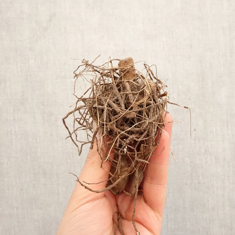 Amostra de Dália cactus anã Pianella Bulbo tal como entregue na primavera