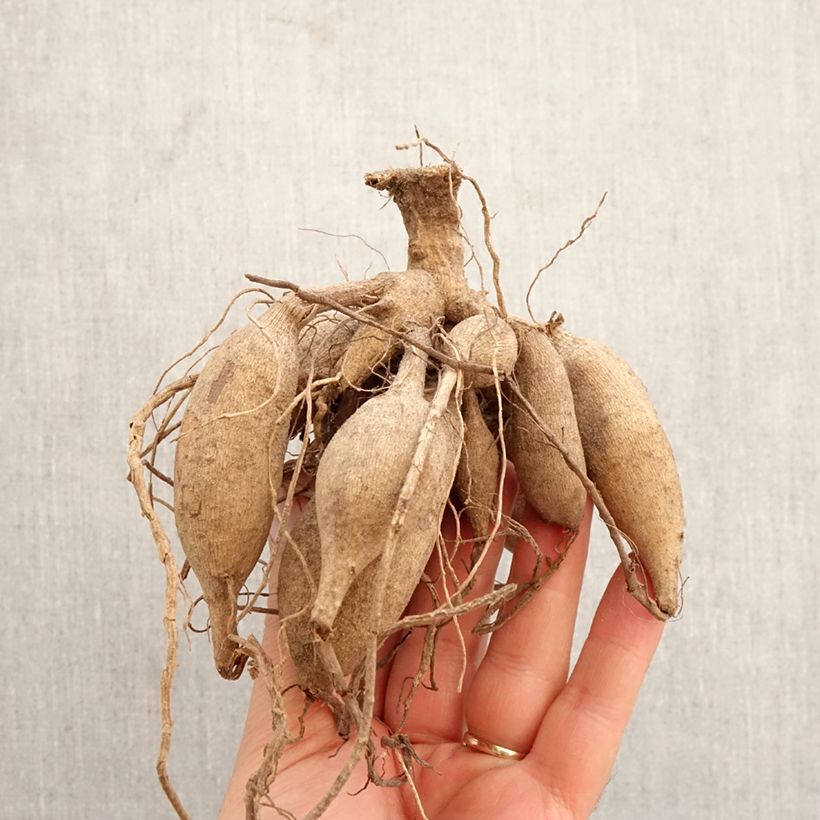 Amostra de Dália cactus anã Red Pygmy Bulbo Calibre I tal como entregue na primavera