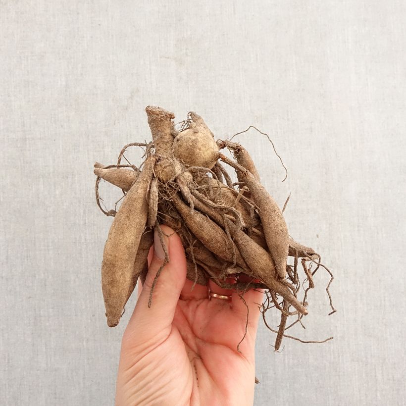 Amostra de Dália cactus anã Star's Lady Bulbo tal como entregue na primavera