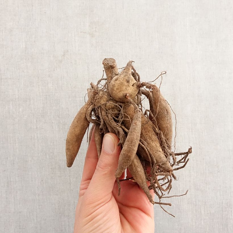 Amostra de Dália cactus anã Sumatra Bulbo tal como entregue na primavera