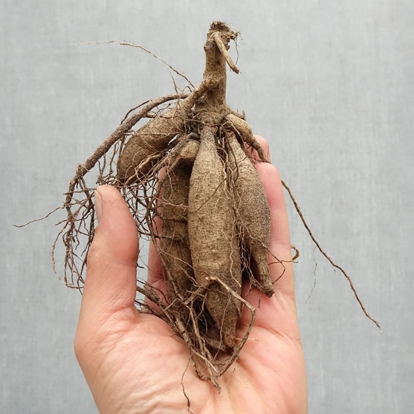 Amostra de Dália cactus Vuurvogel Bulbo Calibre I tal como entregue na primavera