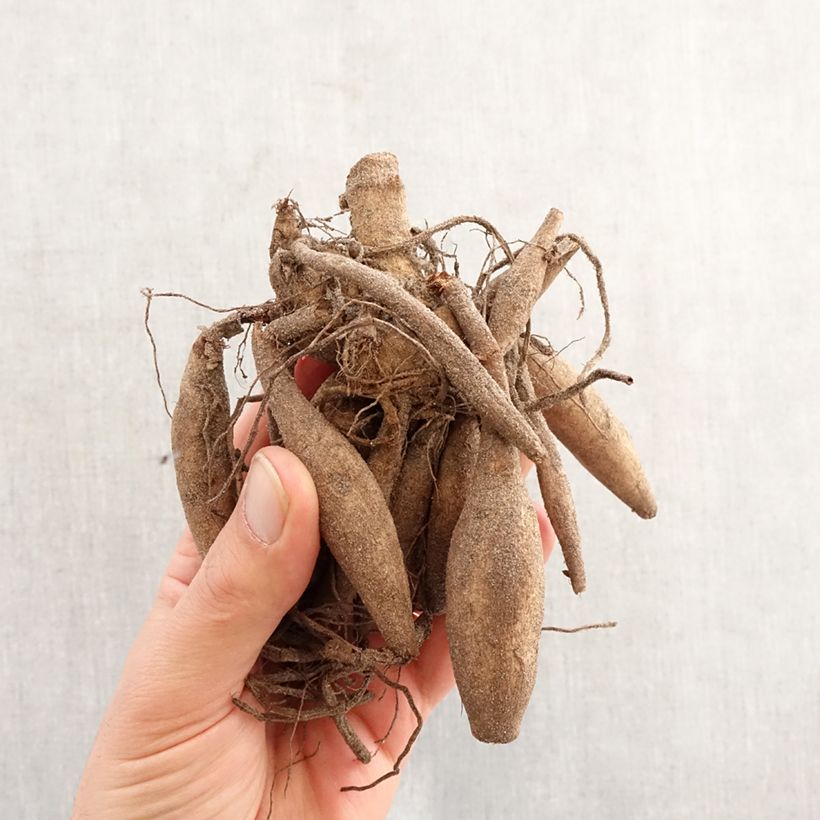 Amostra de Dália cactus Orfeo Bulbo Calibre I tal como entregue na primavera