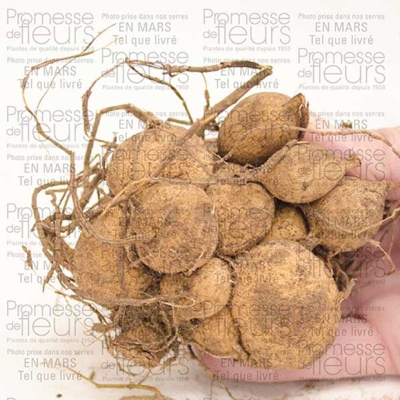 Exemplo de amostra de Dahlia cactus nain Park Princess Bulbo size I tal como entregue