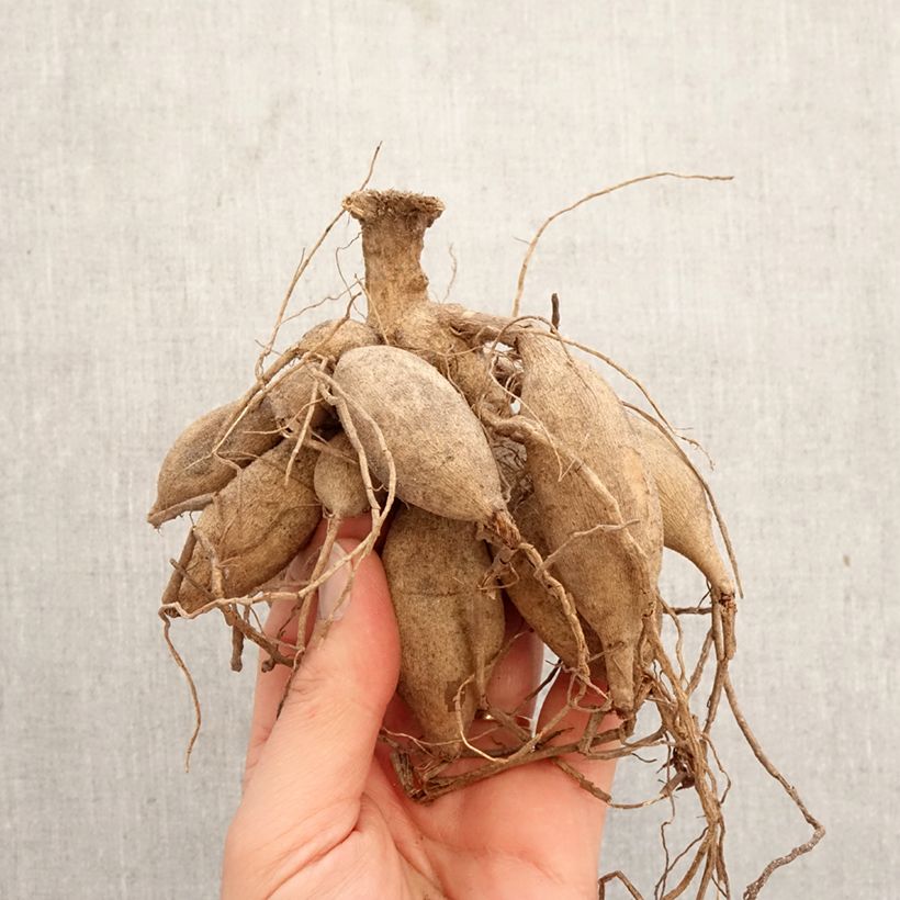 Amostra de Dália cactus Preference Bulbo Calibre I tal como entregue na primavera