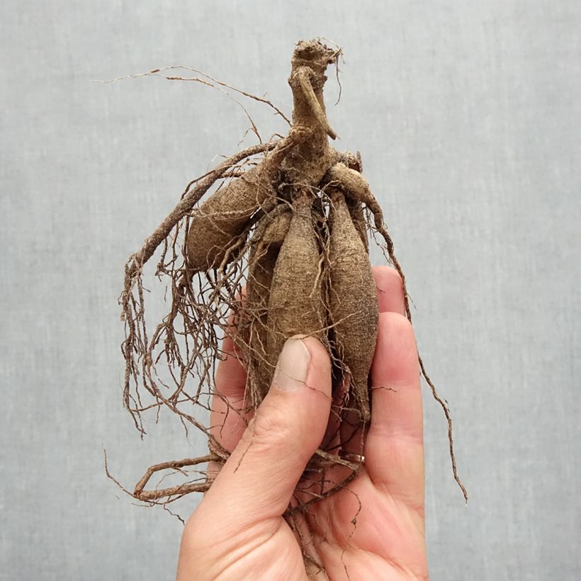 Amostra de Dália cactus Samourai Bulbo Calibre I tal como entregue na primavera