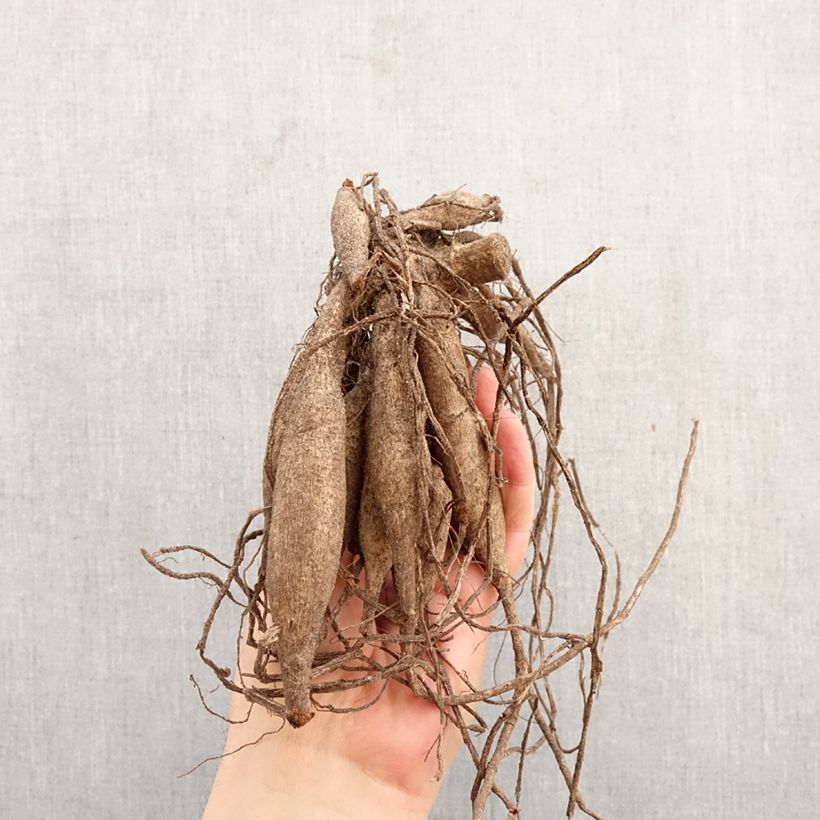 Amostra de Dália cactus Soeur Clarentine Bulbo tal como entregue na primavera