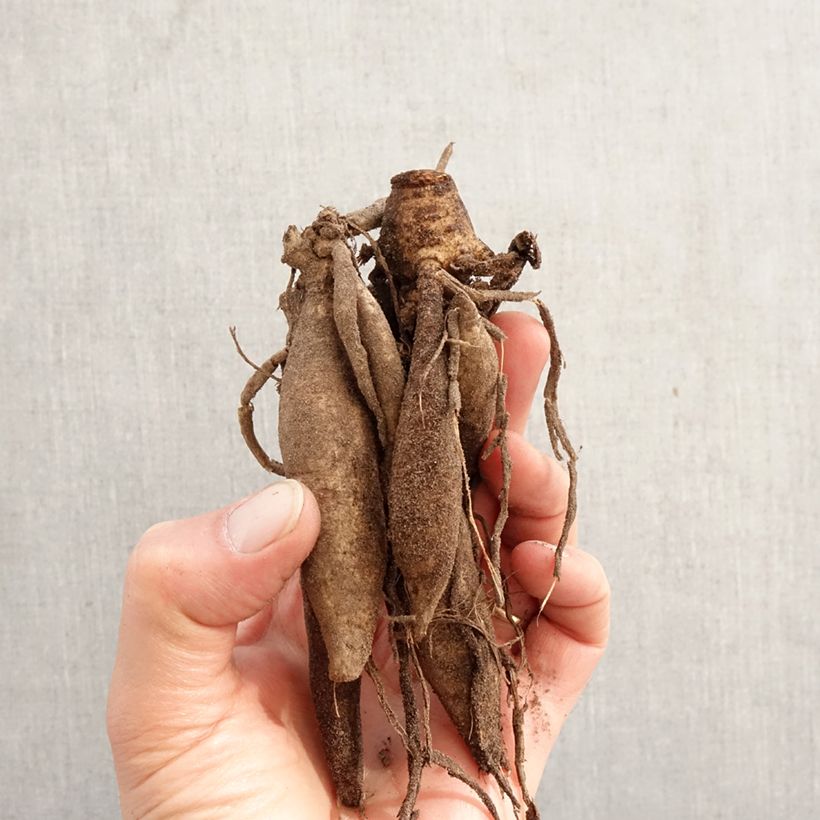 Amostra de Dahlia cactus Star Surprise Bulbo Calibre I tal como entregue na primavera