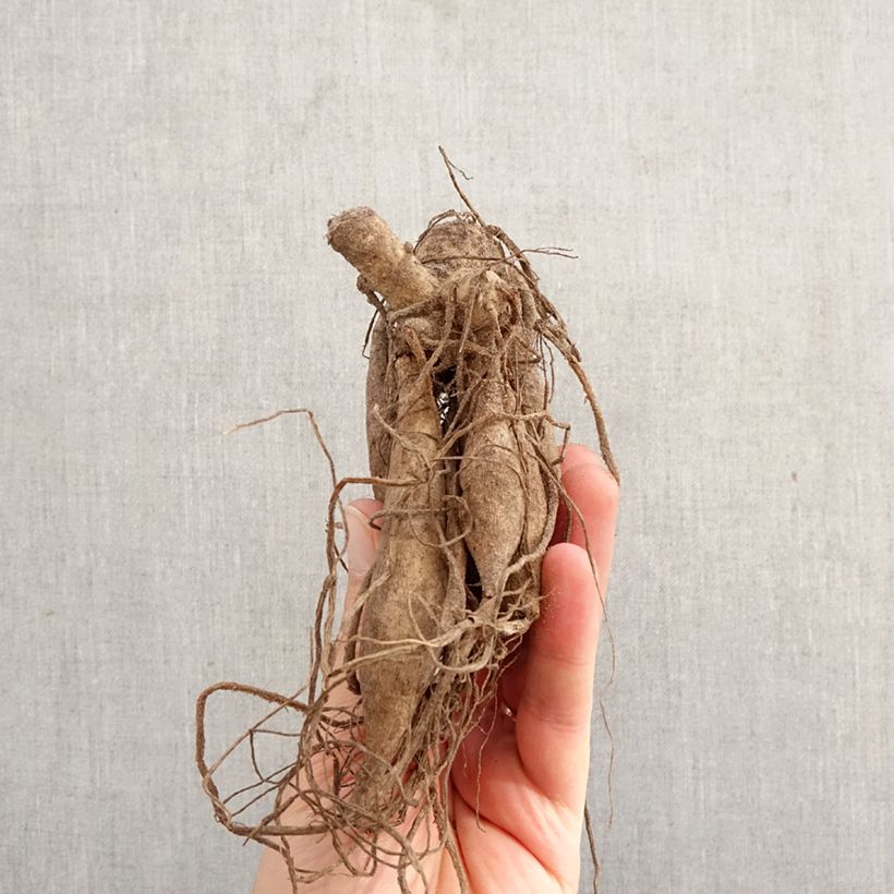 Amostra de Dália cactus Torsade Bulbo Calibre I tal como entregue na primavera