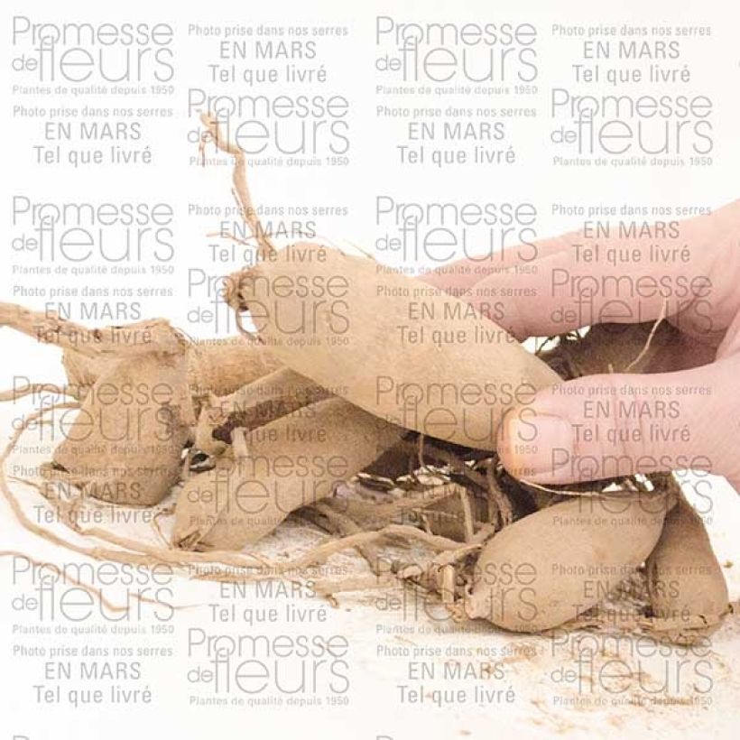 Exemplo de amostra de Dahlia semi-cactus Worton Blue Streak Bulbo tal como entregue