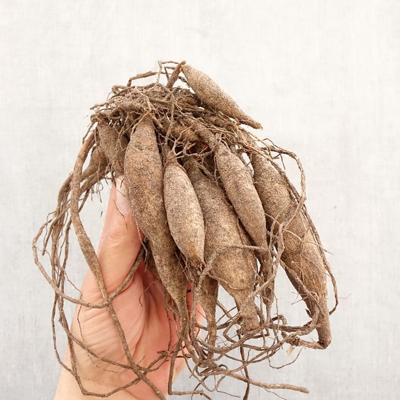 Amostra de Dália nenúfar Dr Ph. Riedell Bulbo Calibre I tal como entregue na primavera