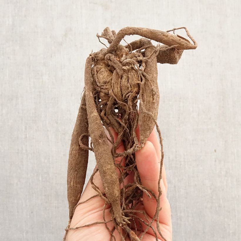 Amostra de Dália nenúfar Glory of Heemstede Bulbo Calibre I tal como entregue na primavera