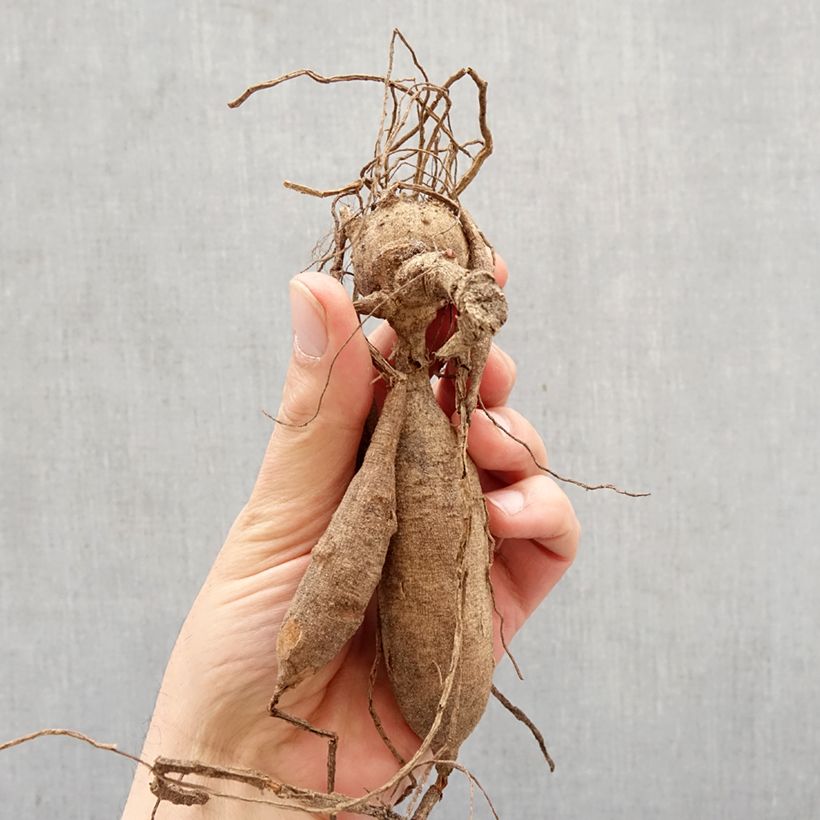 Amostra de Dália nenúfar Happy Butterfly Bulbo Calibre I tal como entregue na primavera