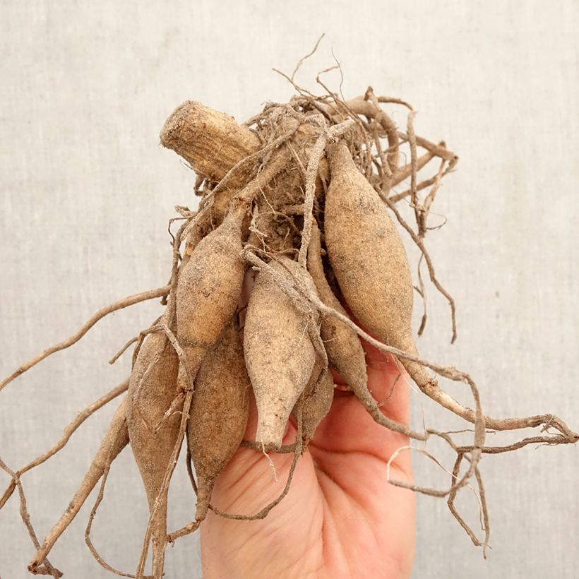 Amostra de Dália nenúfar Nonette Bulbo Calibre I tal como entregue na primavera