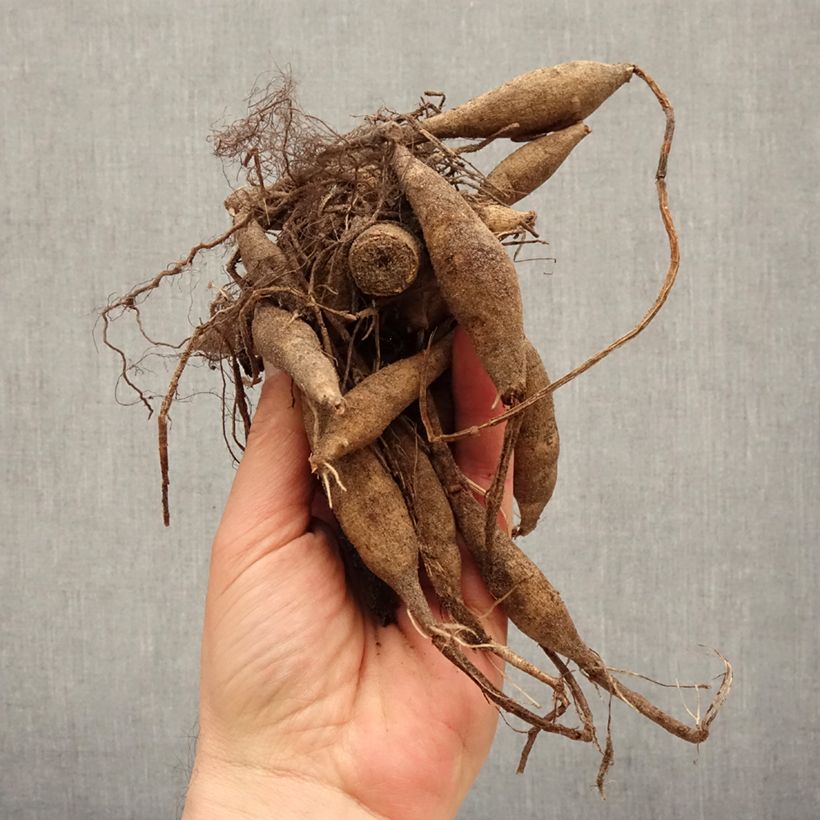 Amostra de Dália nenúfar Offshore Dream Bulbo Calibre I tal como entregue na primavera