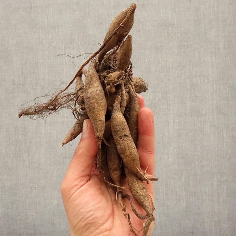 Amostra de Dália nenúfar Onesta Bulbo Calibre I tal como entregue na primavera