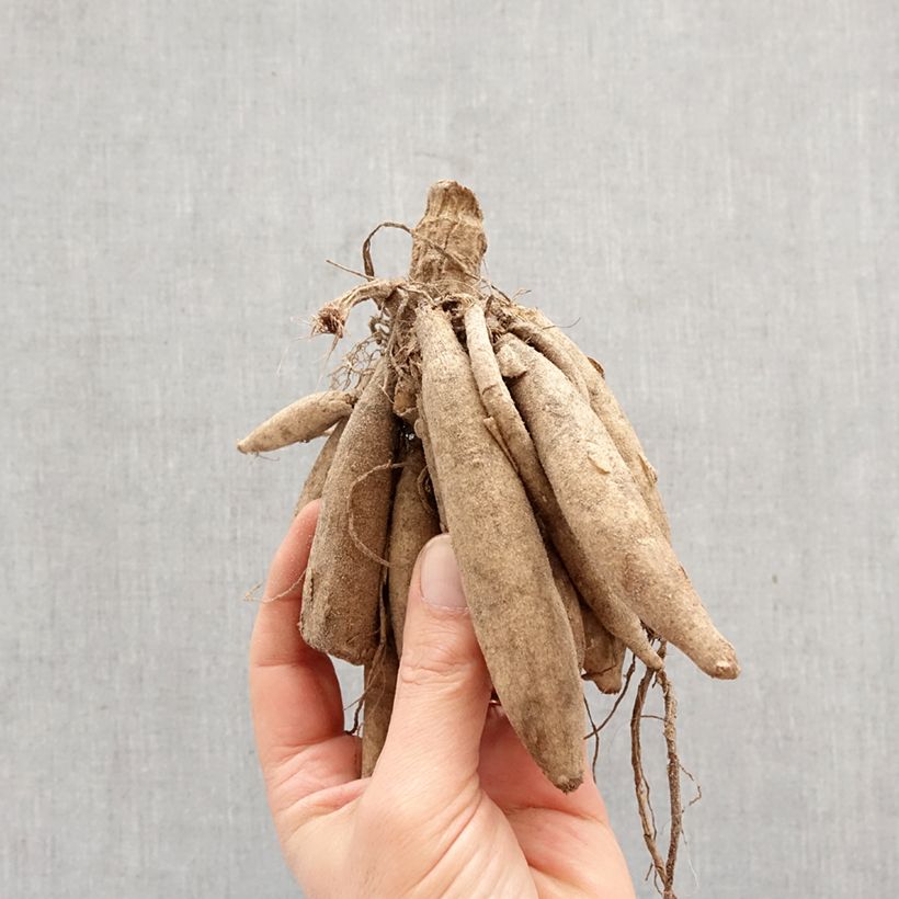 Amostra de Dália nenúfar Perle d'Heemstede Bulbo tal como entregue na primavera