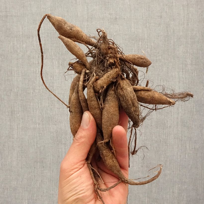 Amostra de Dahlia camélia Seduction Bulbo size I tal como entregue na primavera