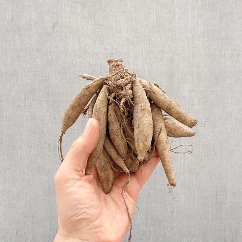 Amostra de Dália nenúfar Dahlia Vanilla Bulbo Calibre I tal como entregue na primavera