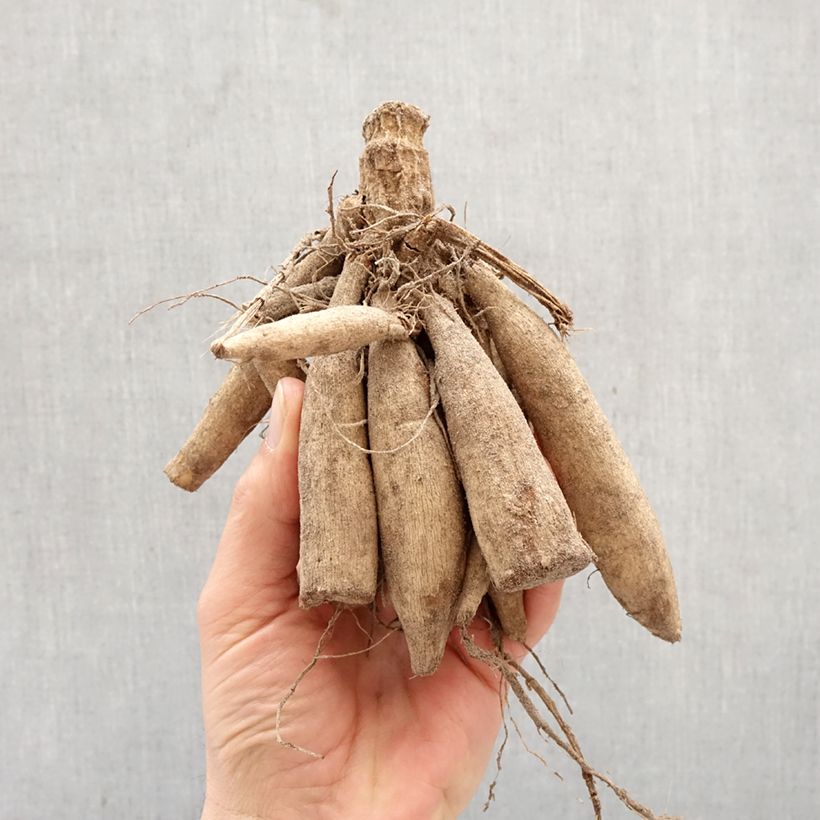 Amostra de Dahlia camélia White Onesta Bulbo Calibre I tal como entregue na primavera