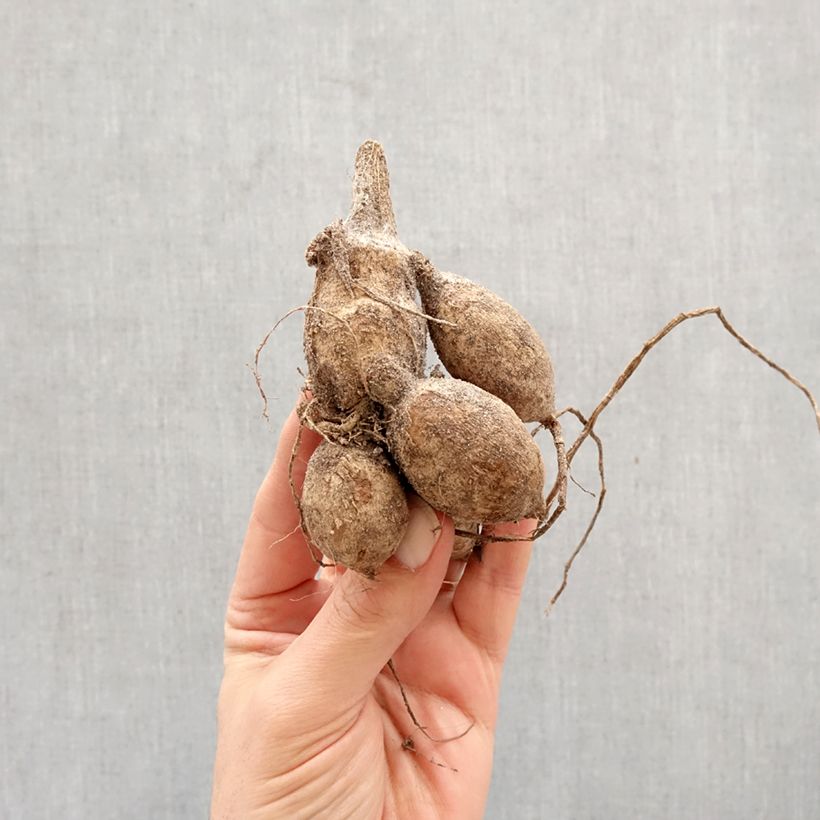 Amostra de Dália nenúfar Yvonne Bulbo Calibre I tal como entregue na primavera