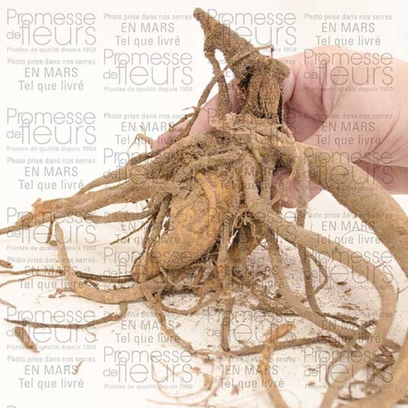 Exemplo de amostra de Dahlia Paysage Classic Rosamunde Bulbe tal como entregue