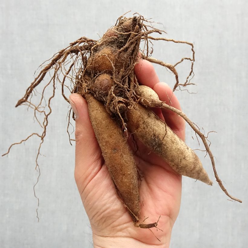 Amostra de Dahlia collerette Impression Famoso Bulbo size I tal como entregue na primavera