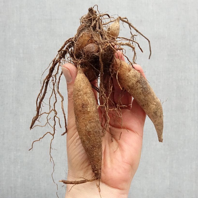 Amostra de Dahlia collerette Impression Festivo Bulbo size I tal como entregue na primavera