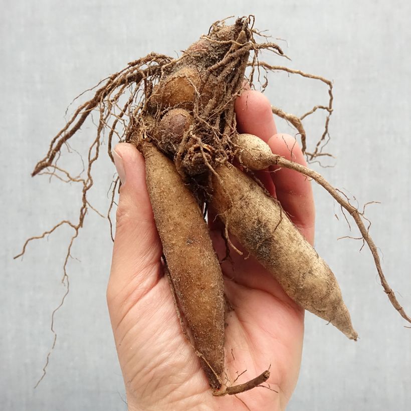 Amostra de Dália anémona Mary Evelyn Bulbo Calibre I tal como entregue na primavera