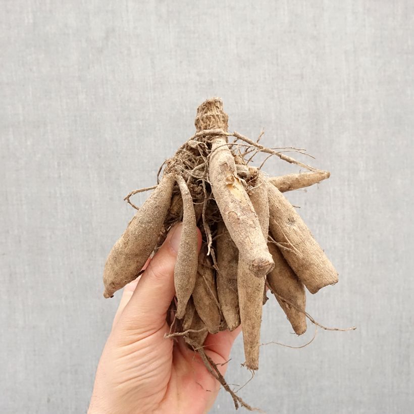 Amostra de Dahlia collerette Night Butterfly Bulbo Calibre I tal como entregue na primavera