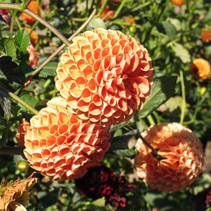 Dália bola Cornel Bronz (Floração)