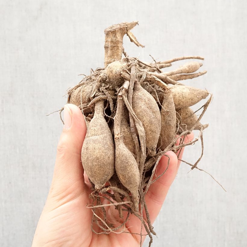 Amostra de Dália decorativa Break Out Bulbo Calibre I tal como entregue na primavera