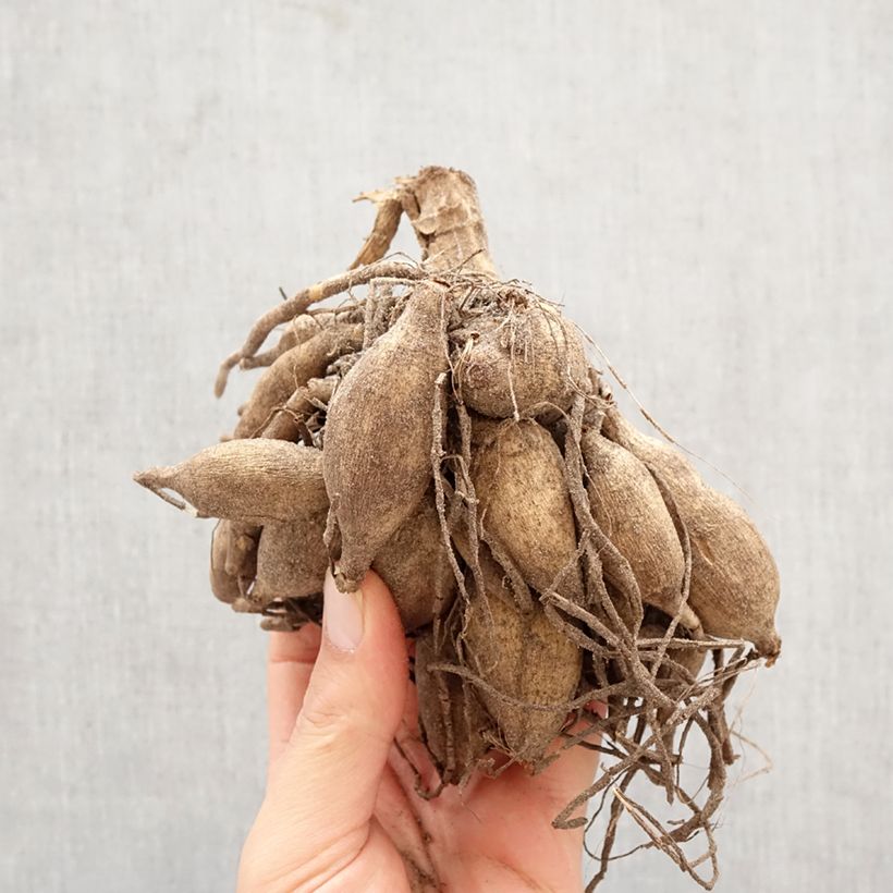 Amostra de Dália decorativa Taiheiyo Bulbo Calibre I tal como entregue na primavera