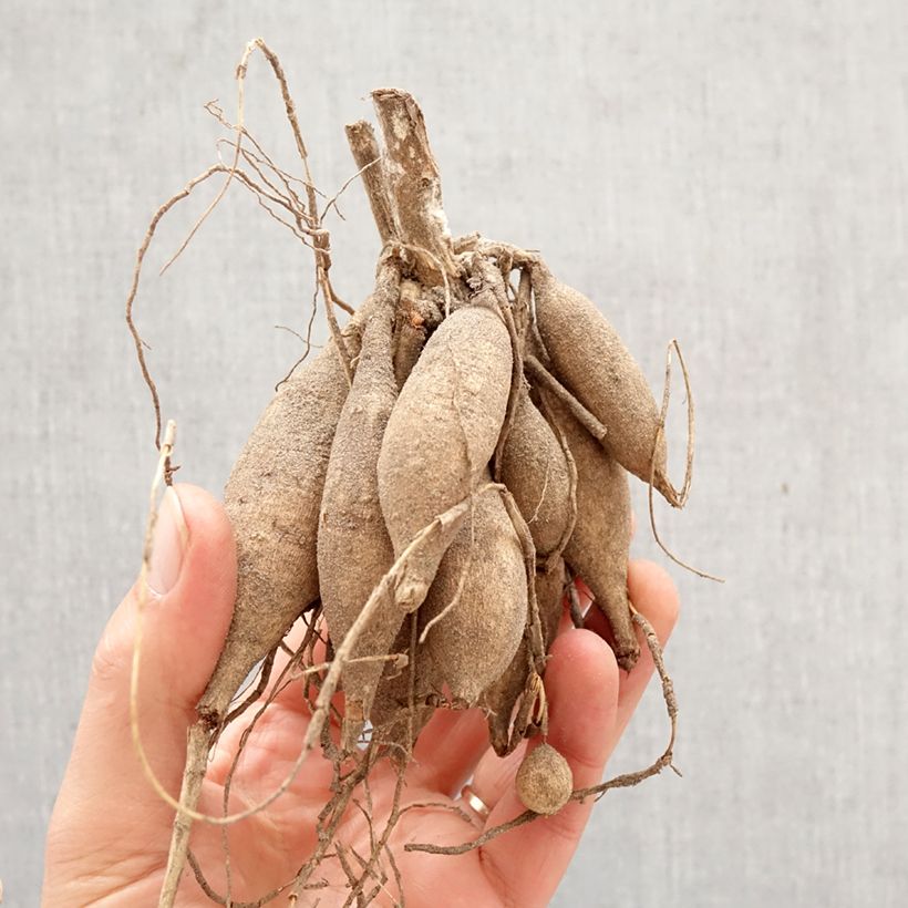 Amostra de Dália decorativa Aphrodite Bulbo Calibre I tal como entregue na primavera