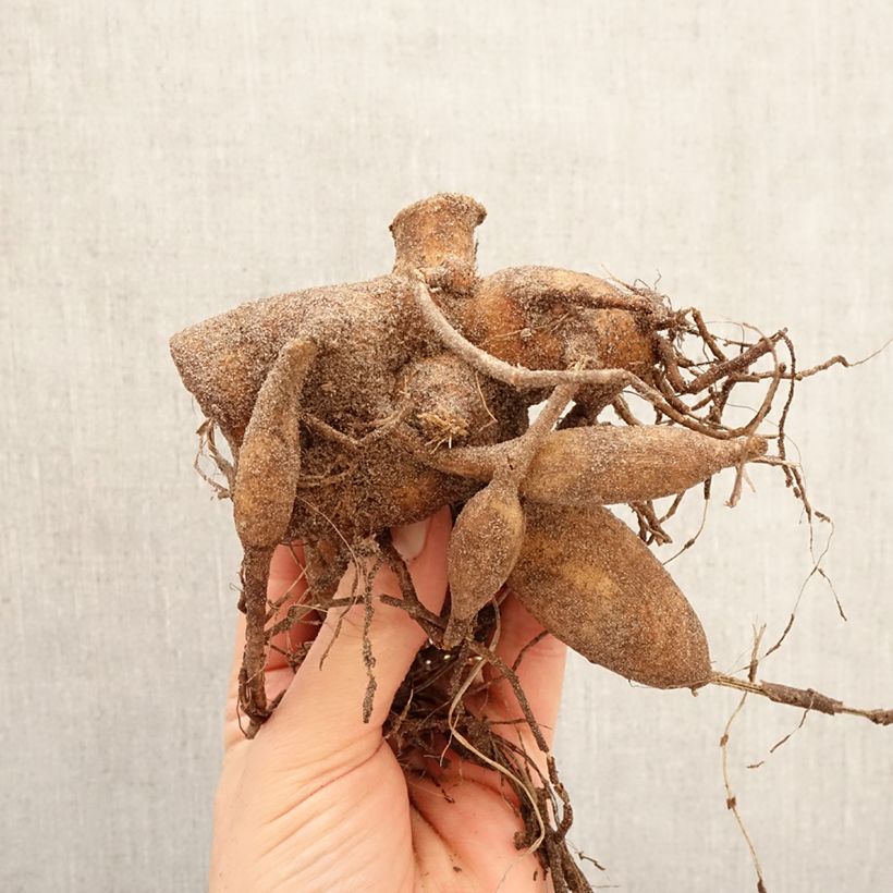 Amostra de Dália decorativa Hapet Pastel Bulbo Calibre I tal como entregue na primavera