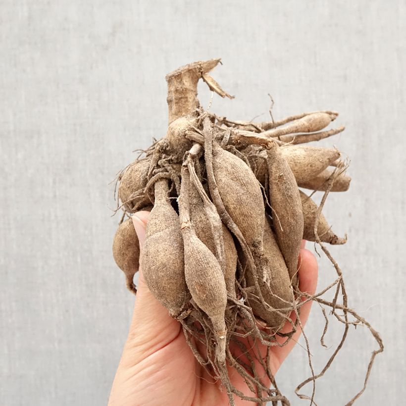 Amostra de Dália decorativa Mister Blue Bulbo Calibre I tal como entregue na primavera