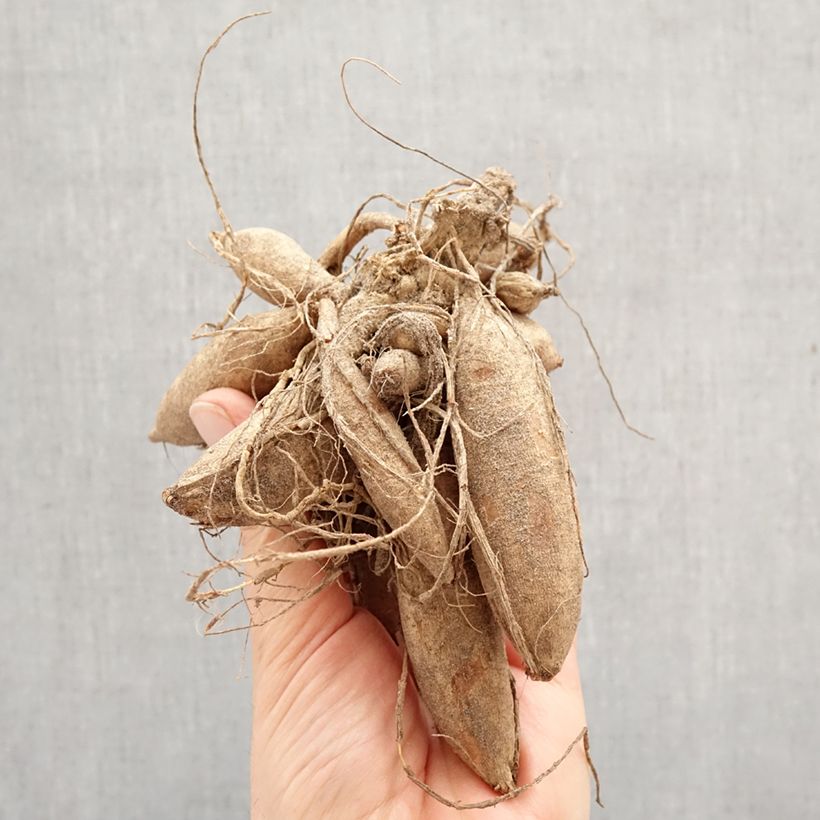 Amostra de Dália decorativa Sturm Kika Bulbo Calibre I tal como entregue na primavera
