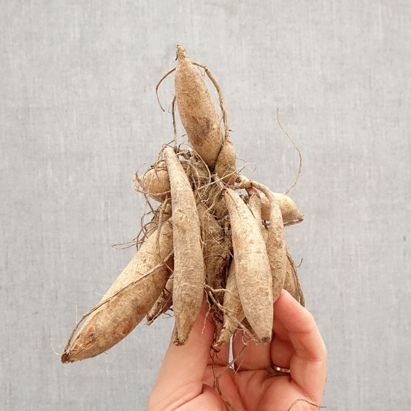 Amostra de Dália decorativa Tanita Bulbo Calibre I tal como entregue na primavera