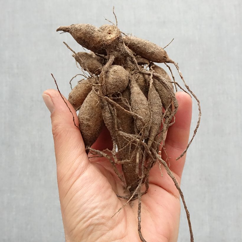 Amostra de Dahlia décoratif Audace Bulbo tal como entregue na primavera