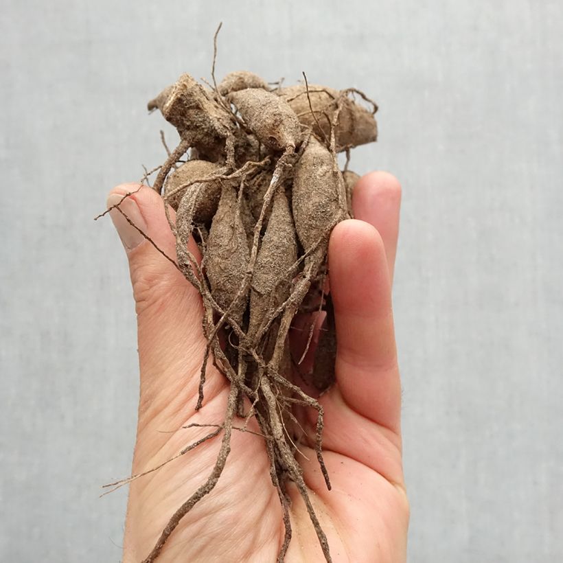 Amostra de Dahlia décoratif Cape Town Bulbe Kaliber/Größe I tal como entregue na primavera