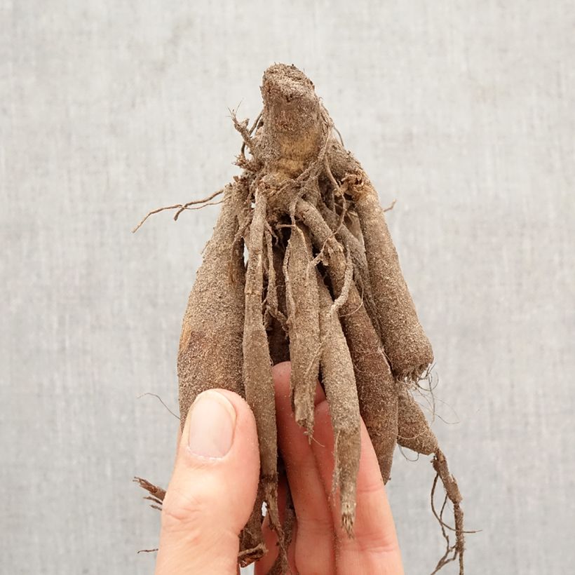 Amostra de Dahlia décoratif Connels Gloriosa Bulbo Calibre I tal como entregue na primavera