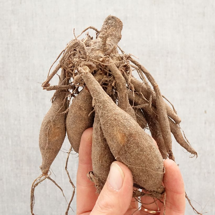 Amostra de Dália decorativa Davos Bulbo Calibre I tal como entregue na primavera