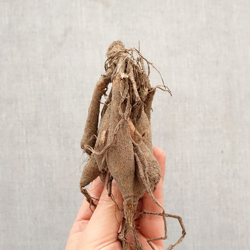 Amostra de Dália decorativa Dazzling Sun Bulbo Calibre I tal como entregue na primavera