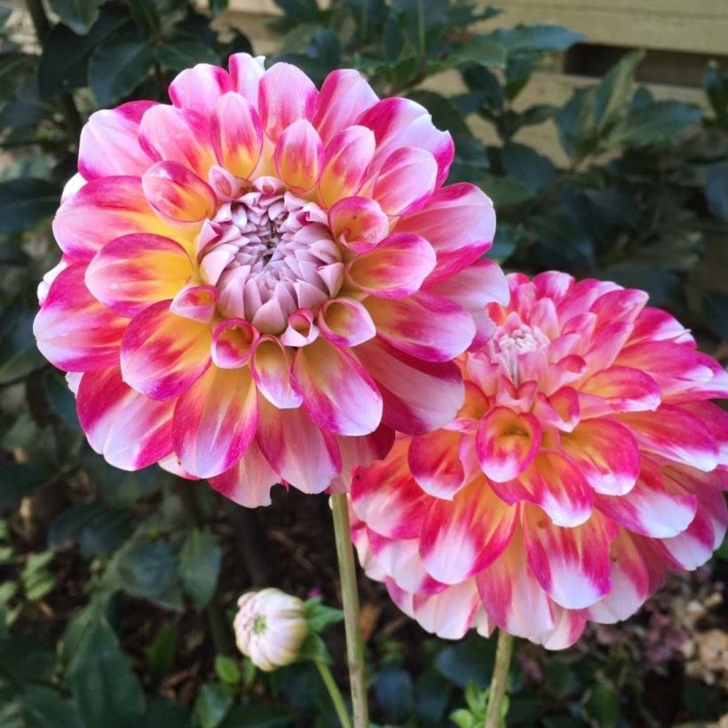 Dália decorativa Hawaii (Floração)