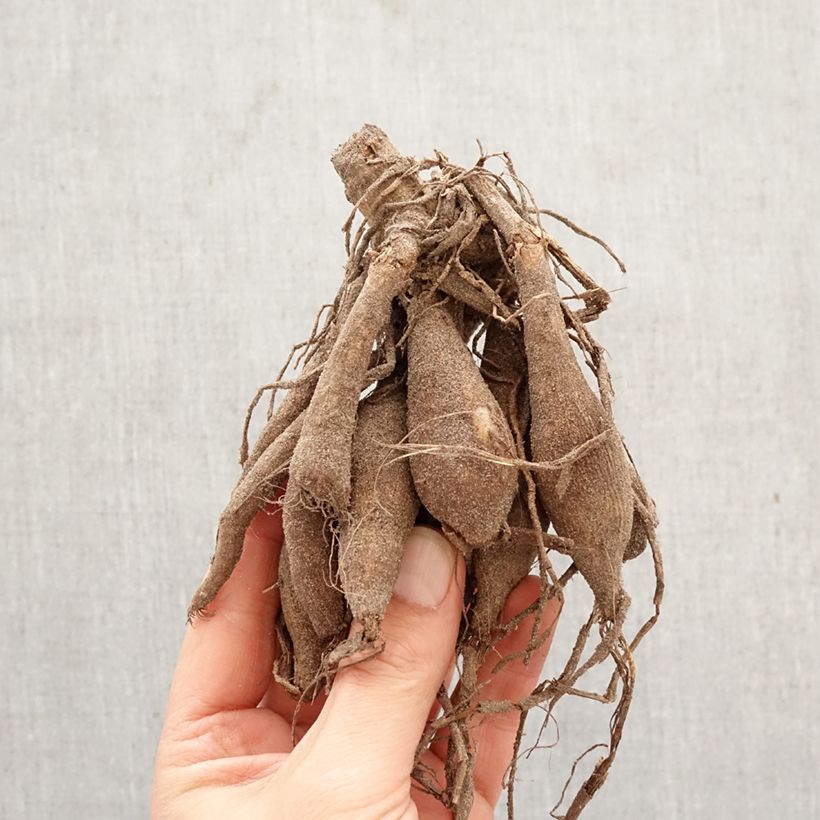 Amostra de Dália decorativa Invitation Bulbo Calibre I tal como entregue na primavera