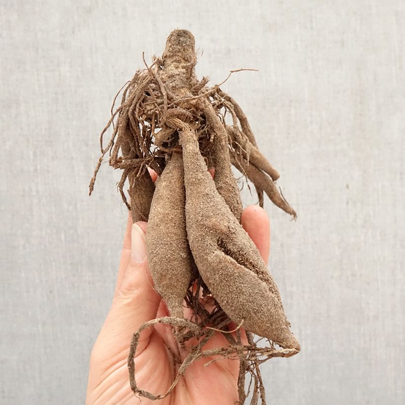 Amostra de Dália decorativa Japlou Bulbo Calibre I tal como entregue na primavera