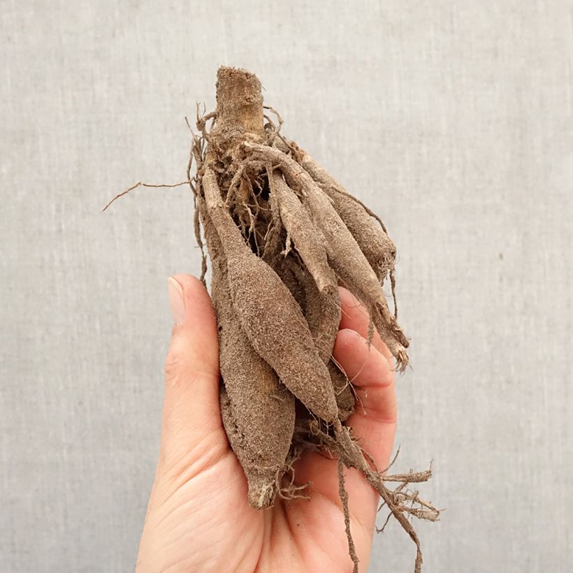 Amostra de Dália decorativa Jennifer Mary Ellen Bulbo Calibre I tal como entregue na primavera